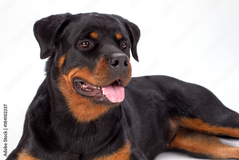 Close up studio portrait of rottweiler dog. Young beautiful rottweiler lying isolated on white background, studio shot close up. Pedigree domestic protection.