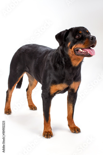 Rottweiler standing on white background. Studio shot of young lovely rottweiler dog isolated on white background. Cute pedigree dog.