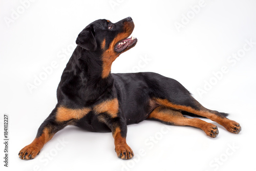 Rottweiler looking aside, studio shot. Beautiful photo of young black rottweiler dog lying isolated on white background. Cute domestic canine.
