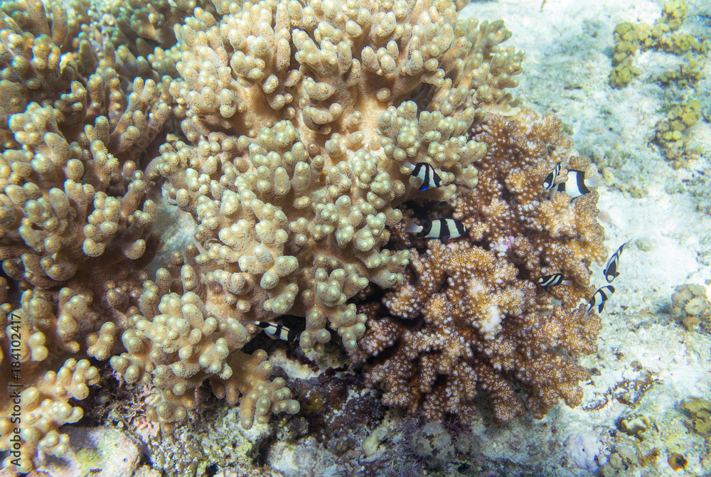 Striped coral fishes in pink coral. Undersea landscape photo. Striped coral fishes in pink coral. Undersea landscape photo.