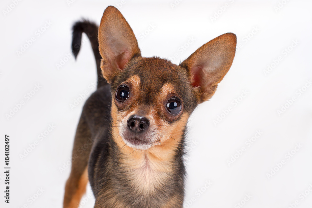 Cute toy-terrier, studio portrait. Adorable russian toy-terrier dog isolated on white background. Miniature sleek-haired puppy.