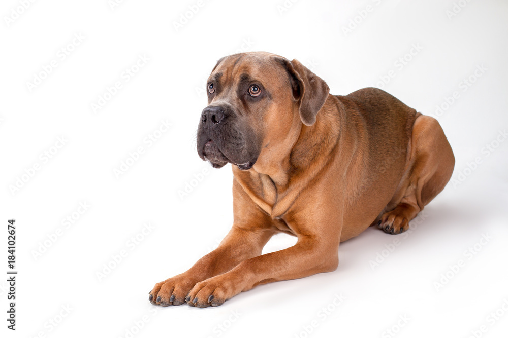 Close up portrait of mastiff cane corso. Brown cane corso dog lying isolated on white background, studio shot. Close up portrait of mastiff cane corso. Brown cane corso dog lying isolated on white background, studio shot.