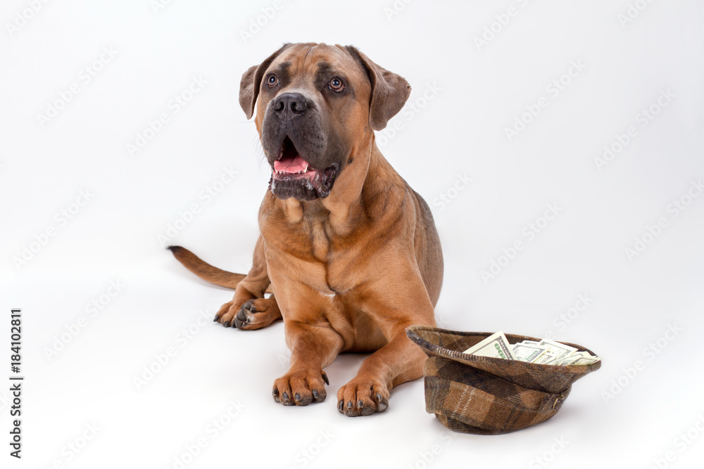 Studio portrait of cane corso and hat with money. Young italian mastiff cane corso and hat with currency isolated on white background, studio shot.