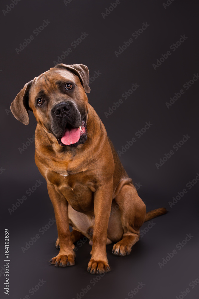 Cute youg cane corso dog. Puppy Cane Corso sitting on dark studio background close up. Beautiful and strong dog.
