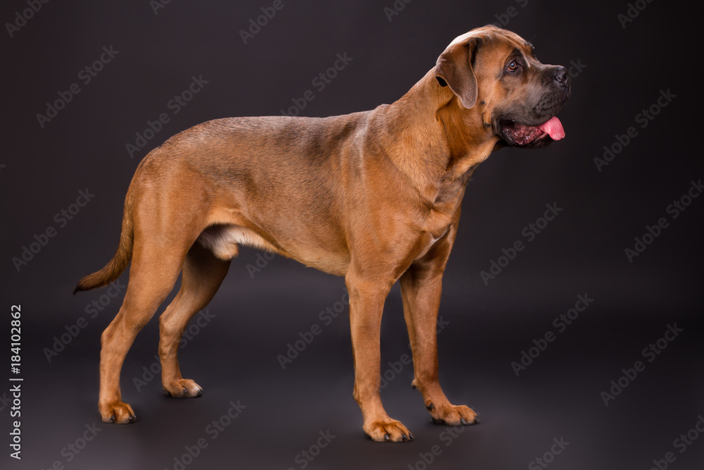Powerful and dangerous pedigreed dog. Strong and beautiful brown cane corso italiano dog on dark studio background, profile view.