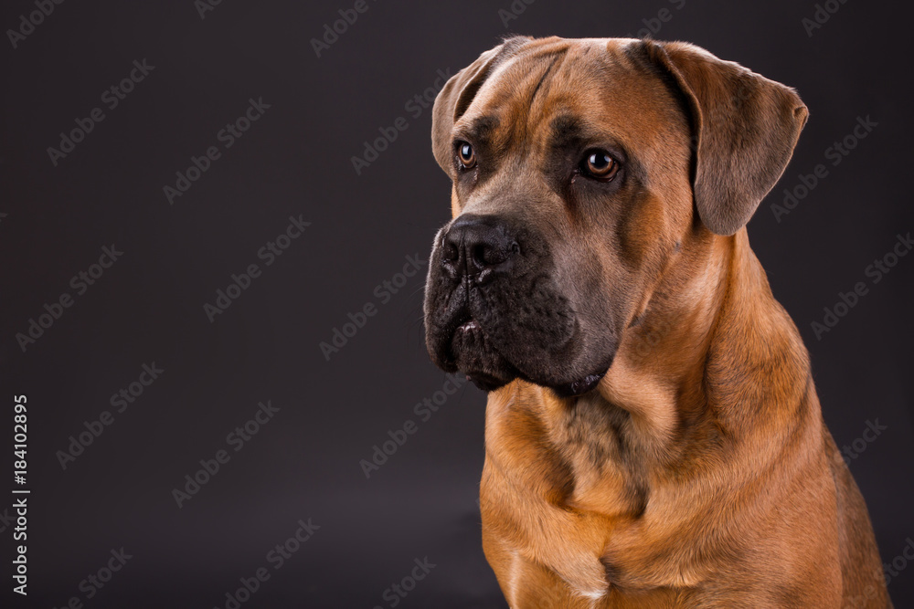 Brown cane corso, studio portrait. Huge pedigreed cane corso italiano dog on dark gradient background, studio shot. Lovely and strong dog.