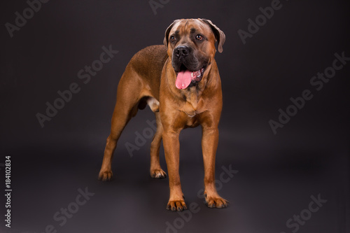 Cane corso italian dog, studio shot. Adorable brown cane corso dog standing on dark studio background.