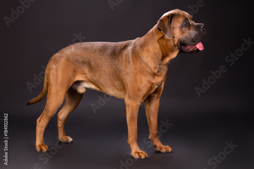Powerful and dangerous pedigreed dog. Strong and beautiful brown cane corso italiano dog on dark studio background  profile view.