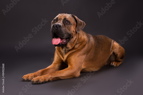 Lying cane corso, studio shot. Close up studio portrait of young brown cane corso italiano dog lying on dark background. Huge and dangerous dog.