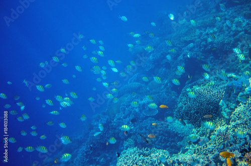 Coral reef wall with tropical fish. Undersea landscape. Fauna and flora of tropical shore.