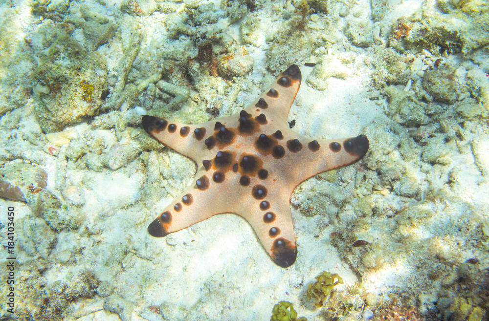 Underwater landscape with coral reef and pink starfish. Pillow starfish in seawater. Underwater landscape with coral reef and pink starfish. Pillow starfish in seawater.