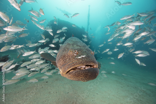 Goliath Grouper (Florida)