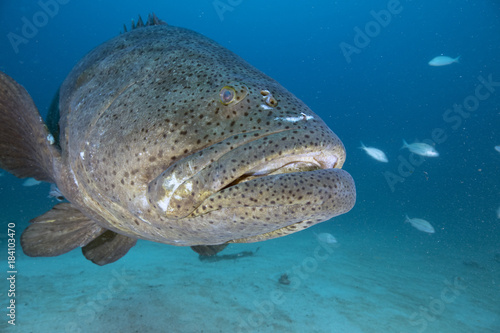 Goliath Grouper (Florida)