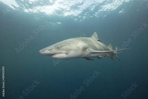 Lemon Shark (Florida)