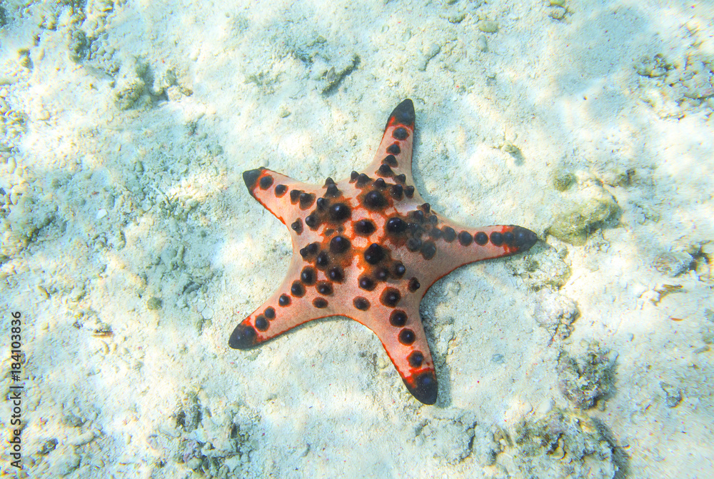 Red starfish in shallow water of tropical sea. Red starfish in shallow water of tropical sea.