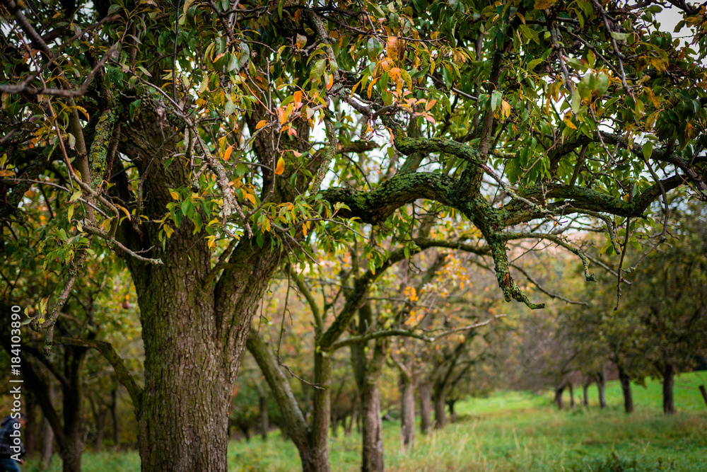 Apple tree Apple tree