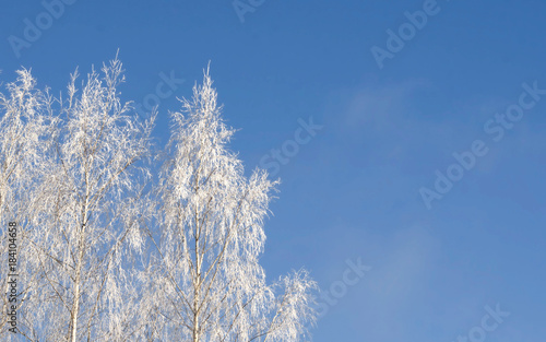 frosted birch on blue sky background