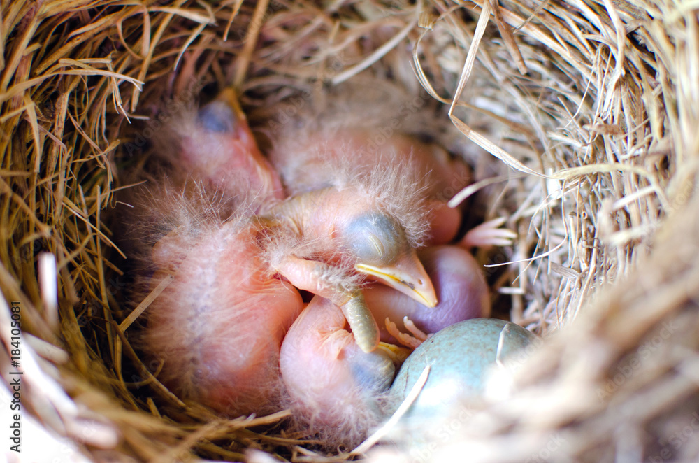 sleeping Blackbird Chicks in the nest sleeping Blackbird Chicks in the nest