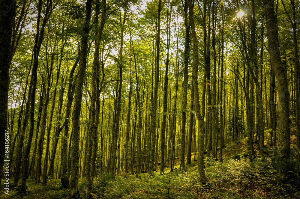 Alignment of Birches in the Undergrowth of Peak of Saint Barthelemy Alignment of Birches in the Undergrowth of Peak of Saint Barthelemy