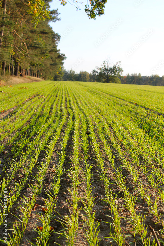 Winter cereal crops in Poland. October Winter cereal crops in Poland. October