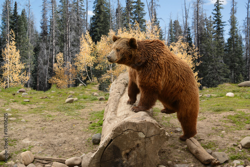 Grizzly brown bear climbing over old log in autumn woods