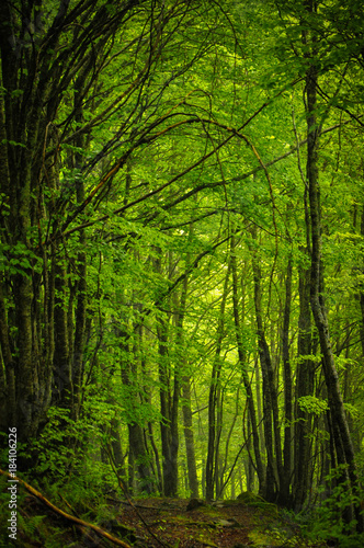 Tunnel of Greenery un Undergrowth of the Valley of Estours