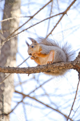 squirrel on a tree branch