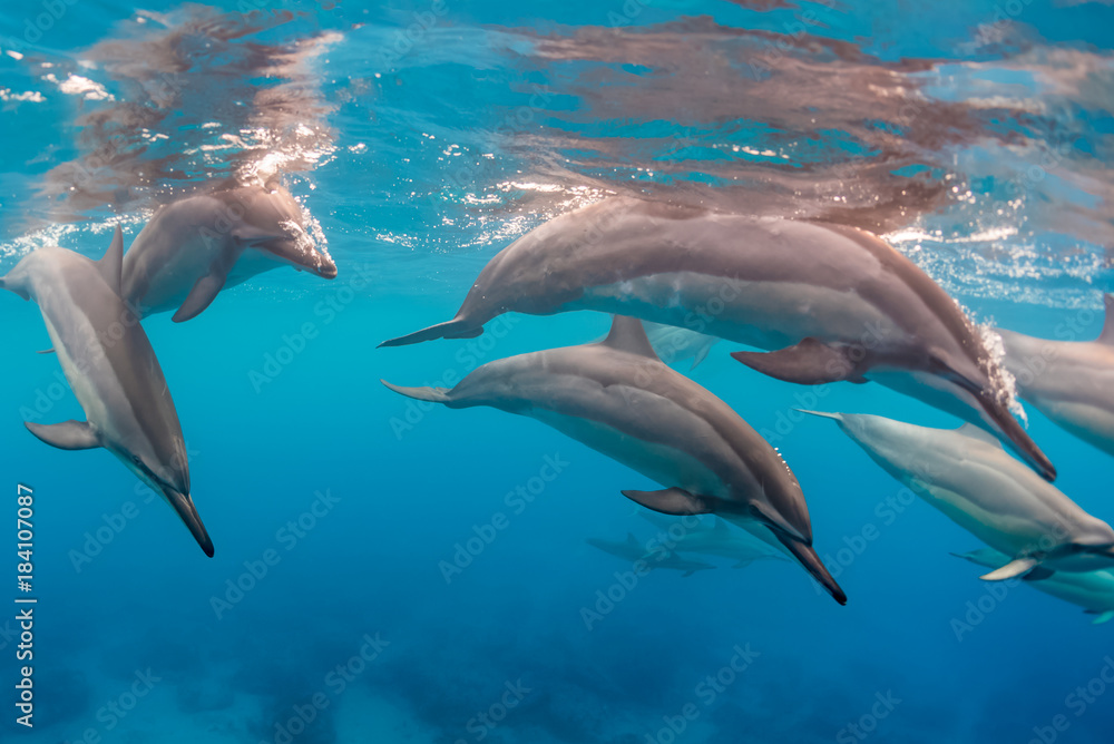 Fototapeta premium The Dolphin Pod
