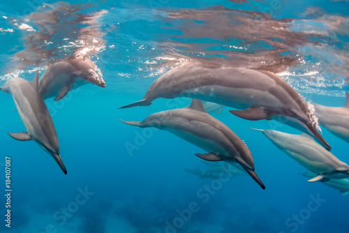 The Dolphin Pod © Melissa