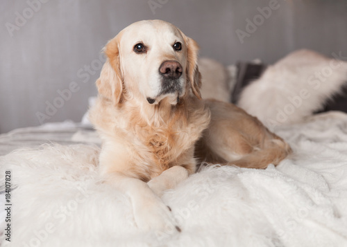 Adorable Golden Retriever Dog on Light Pastel Gray White Scandinavian Textile Decorative Coat Pillows for Modern Bed in House or Hotel. Pets care friendly concept.
