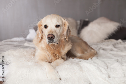 Fototapeta Naklejka Na Ścianę i Meble -  Adorable Golden Retriever Dog on Light Pastel Gray White Scandinavian Textile Decorative Coat Pillows for Modern Bed in House or Hotel. Pets care friendly concept.