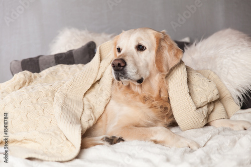 Adorable Golden Retriever Dog Cover Light Pastel Gray White Scandinavian Textile Decorative Coat Pillows for Modern Bed in House or Hotel. Pets care friendly concept.