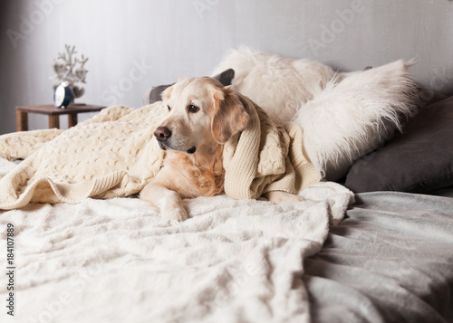 Adorable Golden Retriever Dog Cover Light Pastel Gray White Scandinavian Textile Decorative Coat Pillows for Modern Bed in House or Hotel. Pets care friendly concept.