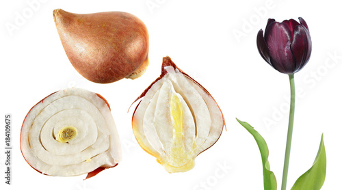 Fototapeta Naklejka Na Ścianę i Meble -  Black tulip flower with tulip bulb in the section isolated on white background