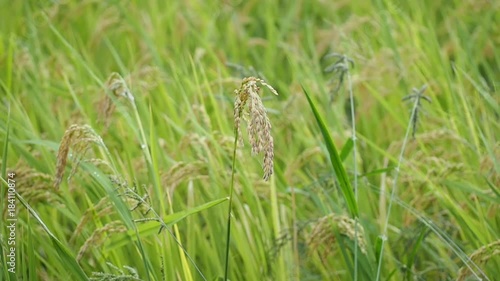 稲穂