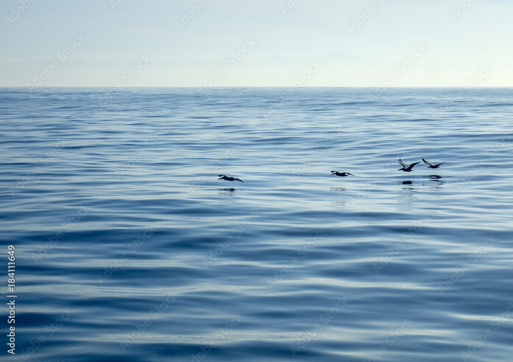 Line of Pelicans Glides over Glassy Ocean Surface