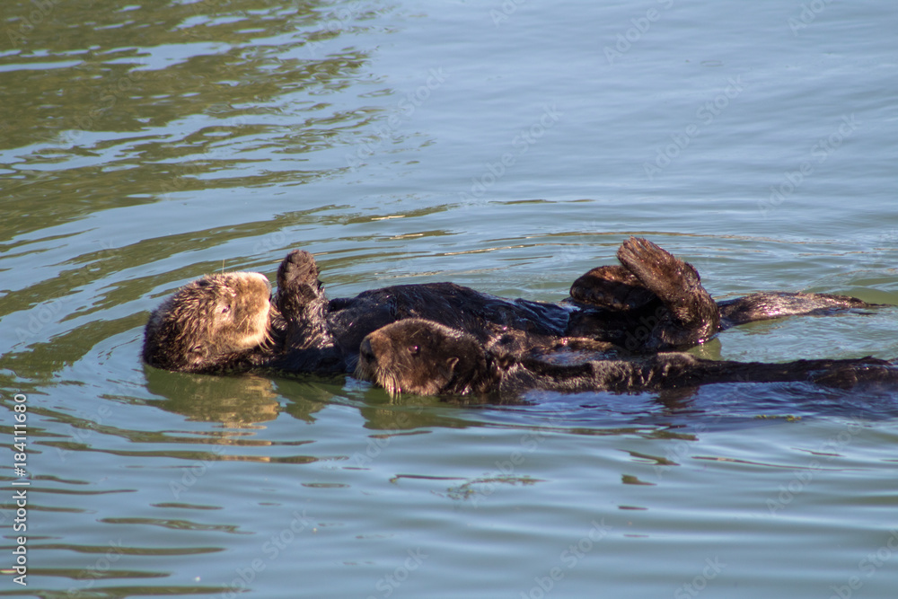 Fototapeta premium California Sea Otter