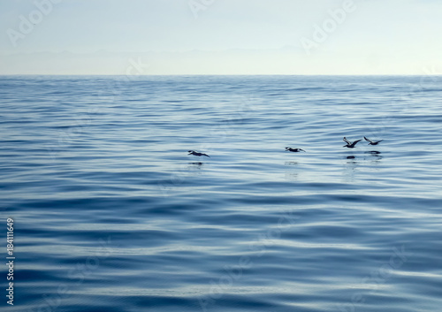 Line of Pelicans Glides over Glassy Ocean Surface
