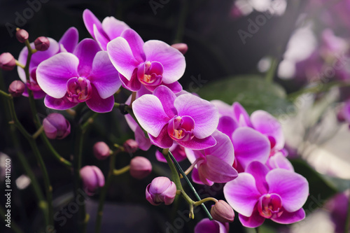 beautiful pink orchid flower in winter © kuarmungadd
