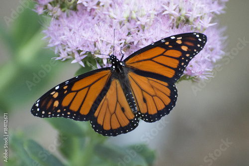 Tela Butterfly 2017-129 / Monarch on flowers
