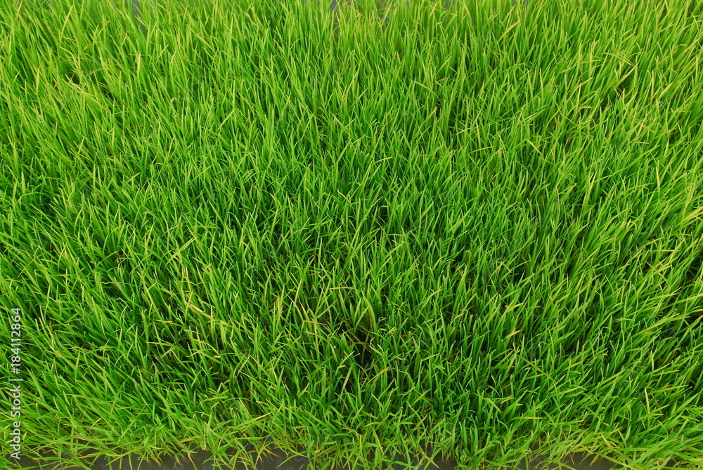 Obraz premium rice plants that are about one month old