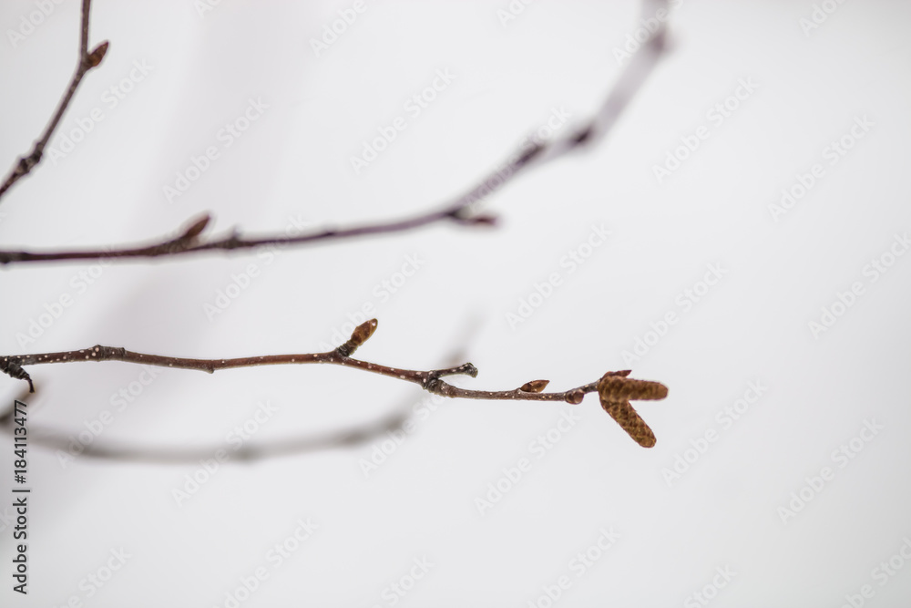 Fototapeta premium Winter Tree Branch
