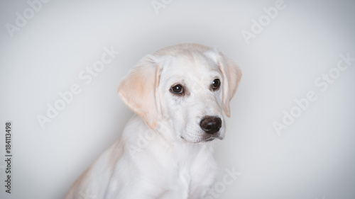 Cute white lab puppy
