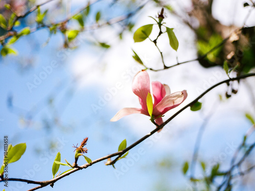 Magnolia in sunny blue sky