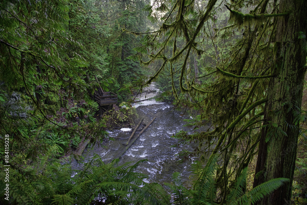 Old growth rain forest in Stocking Creek Waterfall park in Vancouver Island, British Columbia, Canada Old growth rain forest in Stocking Creek Waterfall park in Vancouver Island, British Columbia, Canada