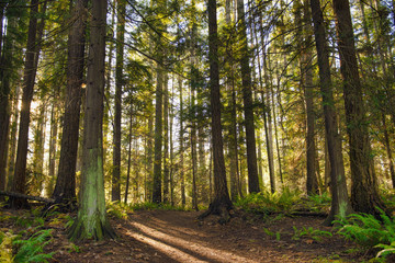 Deken met foto Bosweg Zonnestralen door bladerdak in Canadees woud  © roxxyphotos