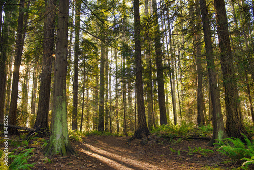 Fototapeta Naklejka Na Ścianę i Meble -  Sunrays filtering thru the forest foliage in a Vancouver Island provincial park