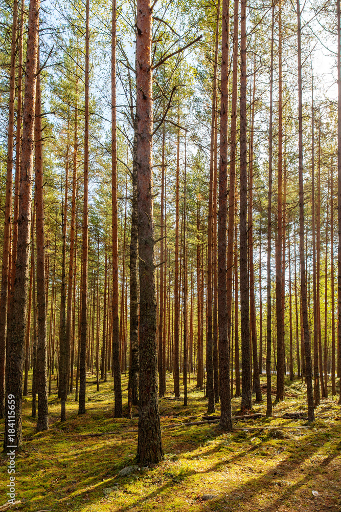 landscape in the coniferous forest landscape in the coniferous forest