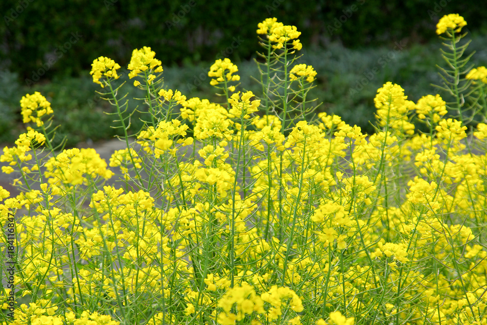 Fototapeta premium 菜の花