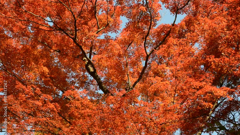 HD video of Vibrant Foliage of Japanese maples in Autumn colors with red leaves, Japan HD video of Vibrant Foliage of Japanese maples in Autumn colors with red leaves, Japan